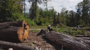 Why Choose Our Tree Removal Services in Clyde Hill, WA?