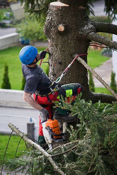 Professional  Tree Services in Clyde Hill, WA