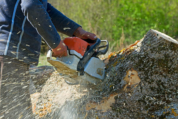 Best Tree Trimming and Pruning  in Clyde Hill, WA